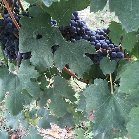 Barbaresco: Nel Cuore Delle Langhe E Dei Suoi Vini